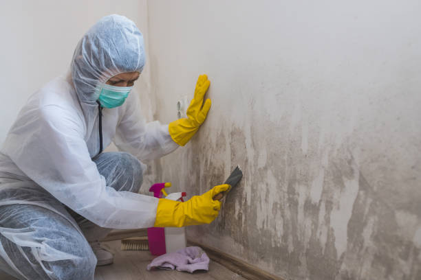 Best Attic Mold Removal  in Waseca, MN