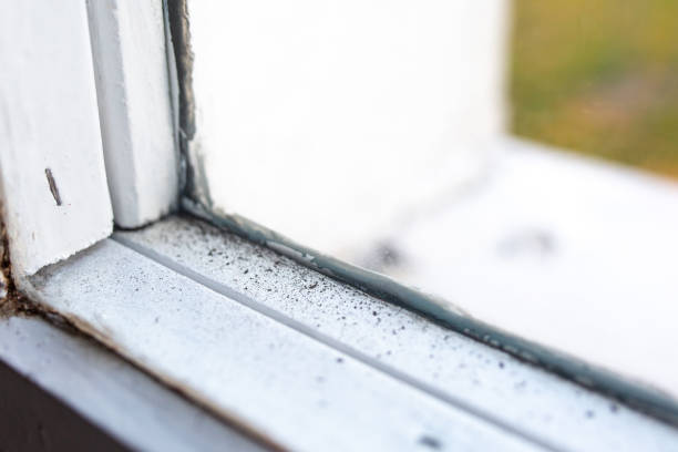 Best Mold Damage Restoration  in Waseca, MN