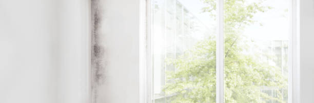 Best Mold Odor Removal Services  in Waseca, MN