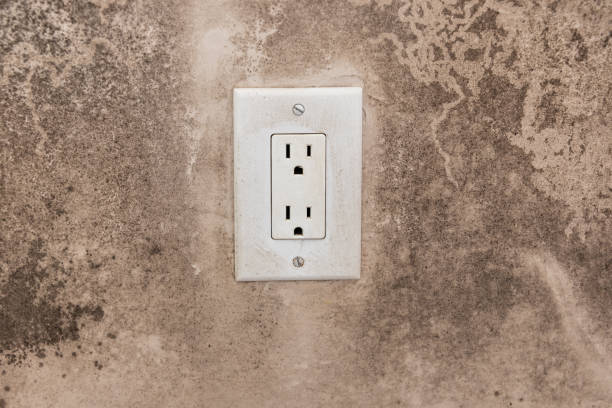 Best Mold Documentation for Insurance Claims  in Waseca, MN