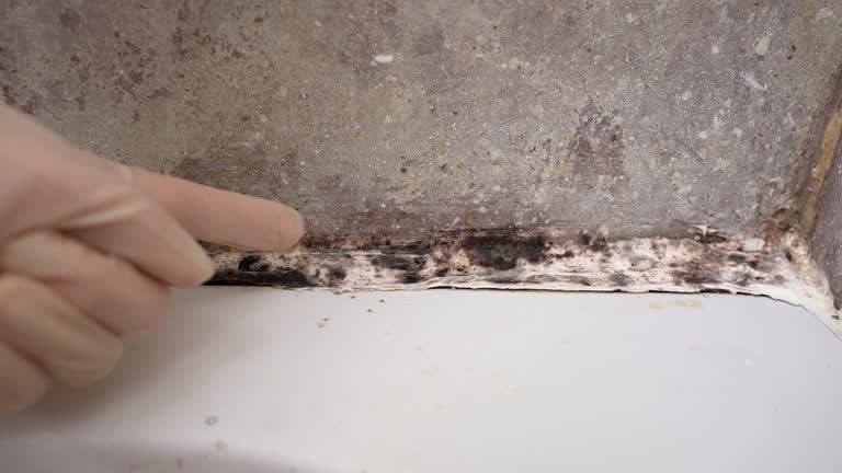 Best Post-Construction Mold Inspection  in Waseca, MN