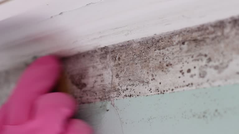 Best Black Mold Removal  in Waseca, MN